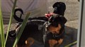 Les rottweilers en liberté à Rivière-Bleue ont été relocalisés