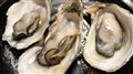 Rappel d'huitres Oyster Kings en raison de la bactérie Salmonella