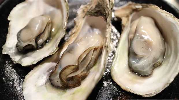 Rappel d'huitres Oyster Kings en raison de la bactérie Salmonella