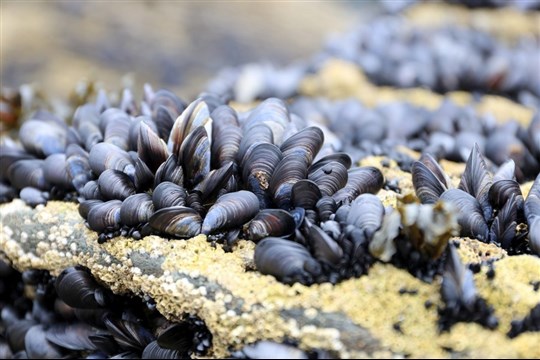 Fermeture temporaire d’un secteur de cueillette de mollusques au Bas-Saint-Laurent
