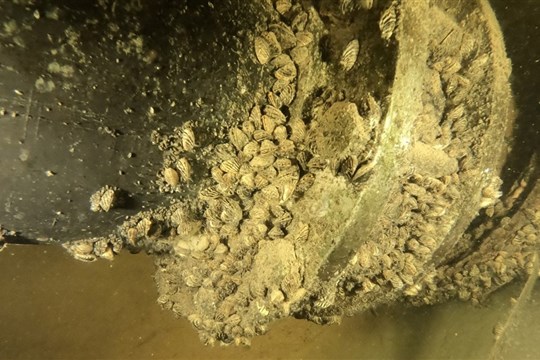 Plonger au cœur des moules zébrées à Témiscouata-sur-le-Lac