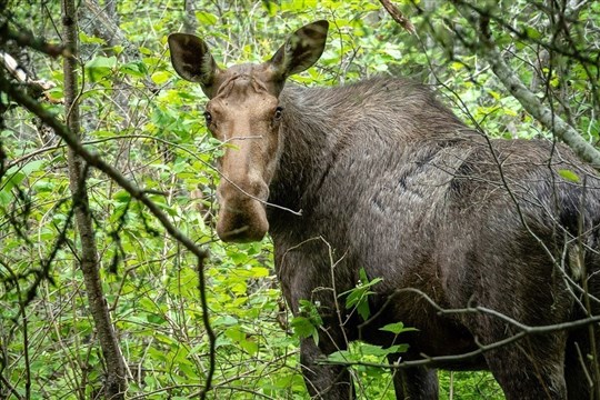 Chasse : bilan de la Sûreté du Québec