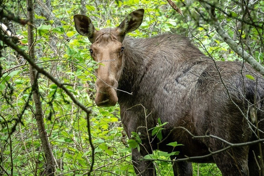Chasse : bilan de la Sûreté du Québec
