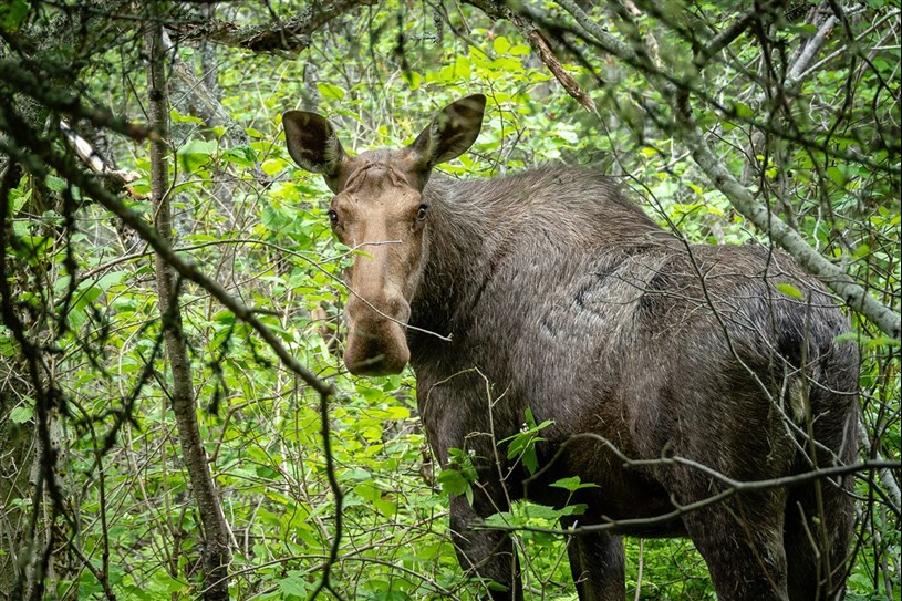 Chasse à l'ours : comment évaluer un spécimen de belle taille? - Sépaq