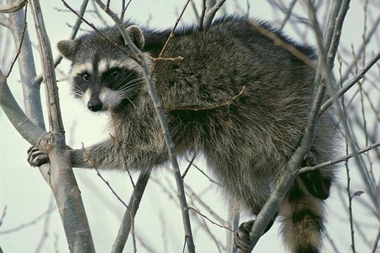 Rallye la Faune en hiver
