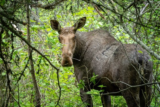 Chasse : année record pour le cours de maniement des armes à feu