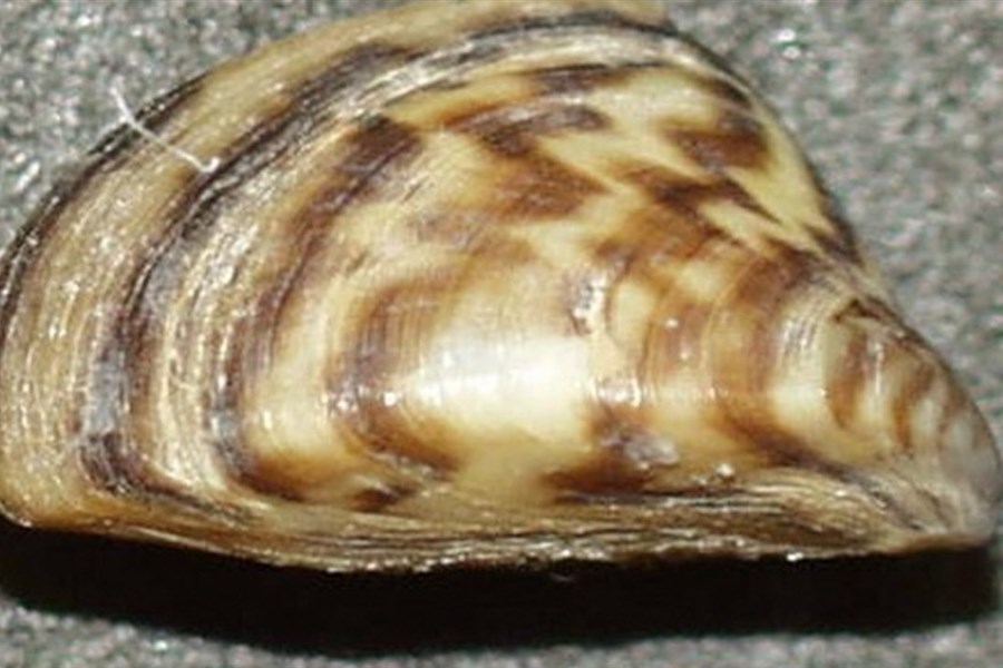 Moule zébrée : la MRC de Témiscouata appelle à une importance vigilance 