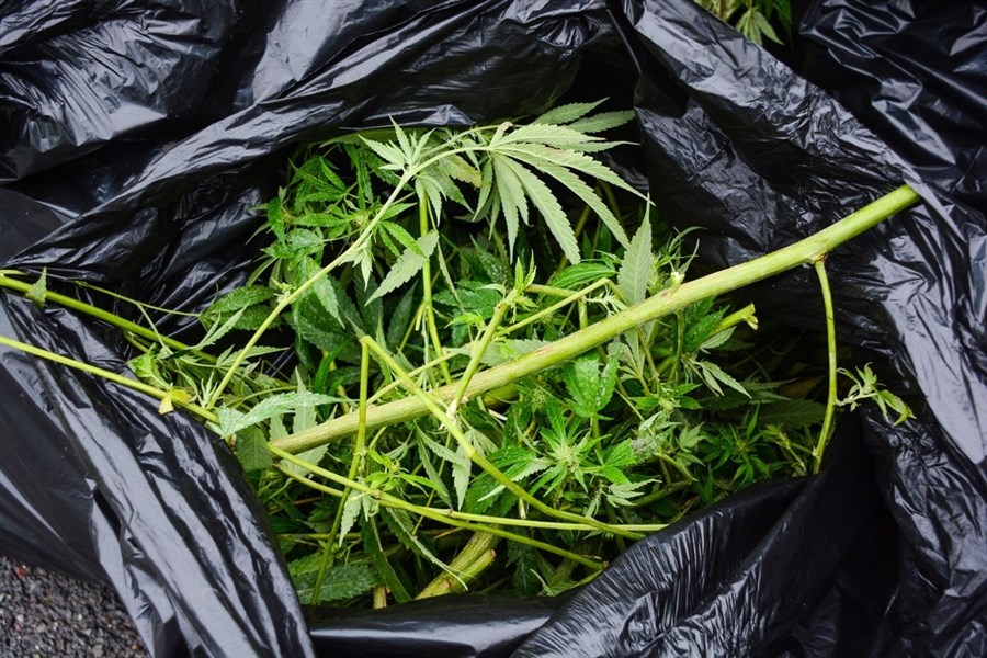 Culture extérieure illicite de cannabis : les policiers à l’affût durant toute la saison