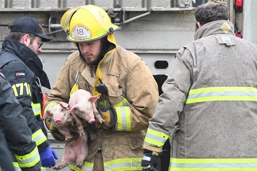 Un camion semi-remorque de porcelets se renverse à Saint-Arsène