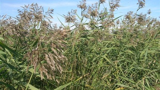 Les plantes exotiques envahissantes sous la loupe de Co-éco