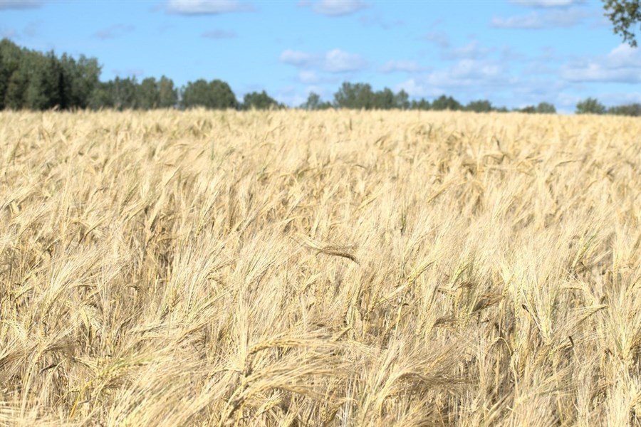Autonomie alimentaire : «C’est grand temps qu’il se passe quelque chose» -Francis Caouette