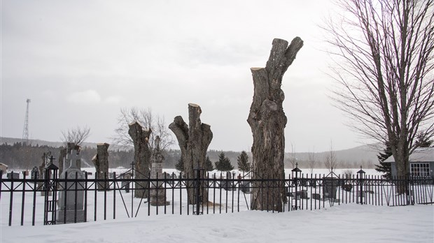 Coupe d’arbres matures dans le site patrimonial protégé à Saint-André-de-Kamouraska