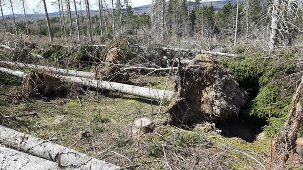 L’aménagement de la forêt privée : une solution pour l’avenir