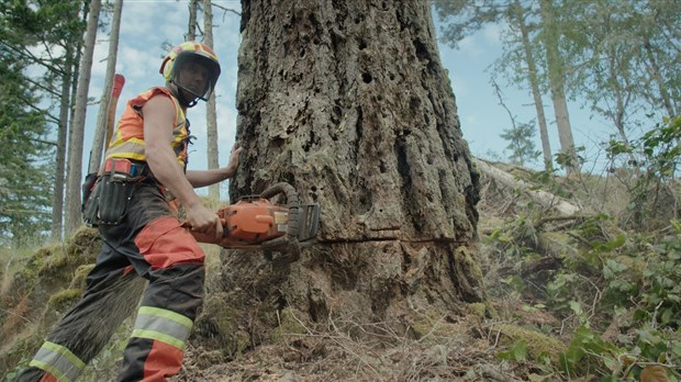 Incursion documentaire au cœur de la sylviculture dans l’Ouest 