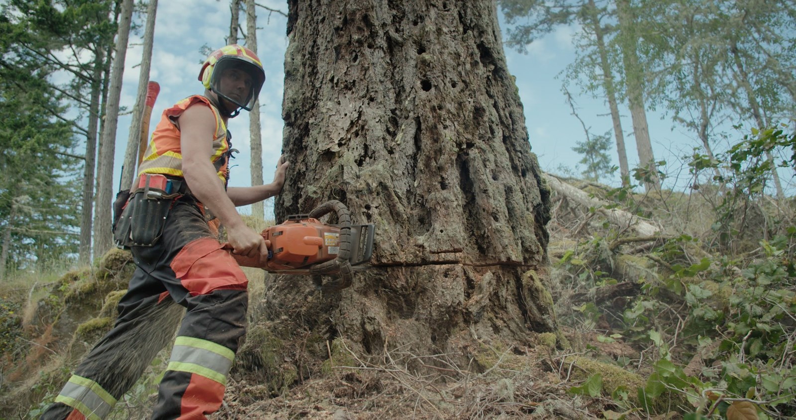 Incursion documentaire au cœur de la sylviculture dans l’Ouest 