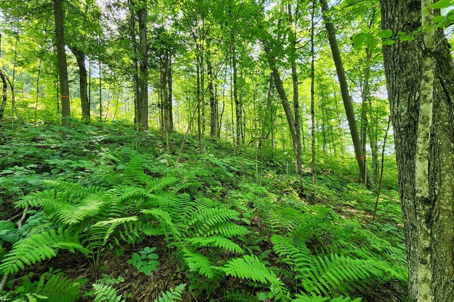 Intention de fusion entre les groupements forestiers de Témiscouata et Métis-Neigette  