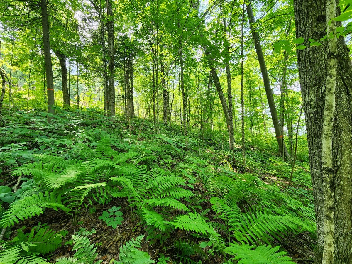 Intention de fusion entre les groupements forestiers de Témiscouata et Métis-Neigette  