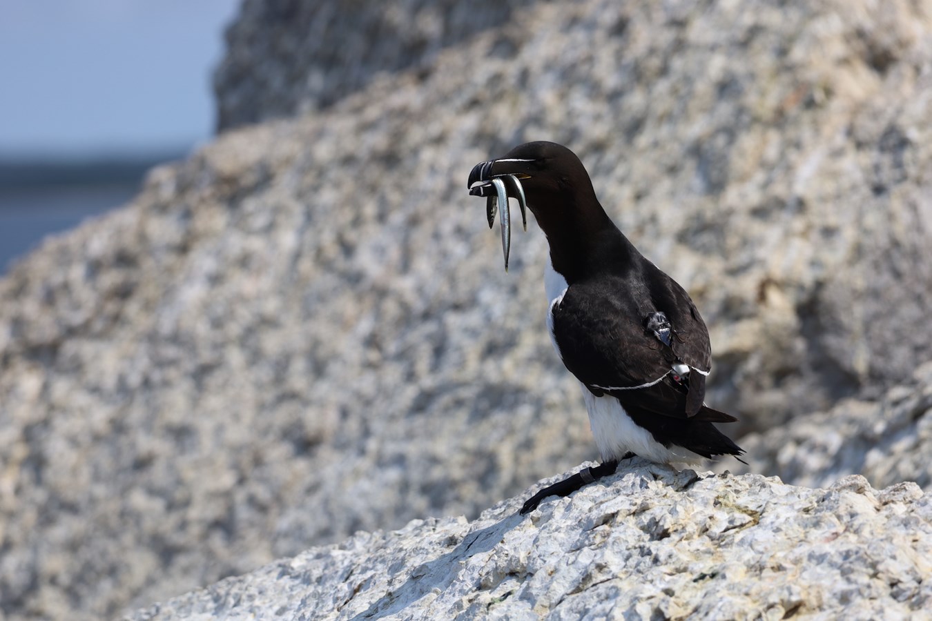 Des centaines de petits pingouins en visite au large de Rivière-du-Loup 