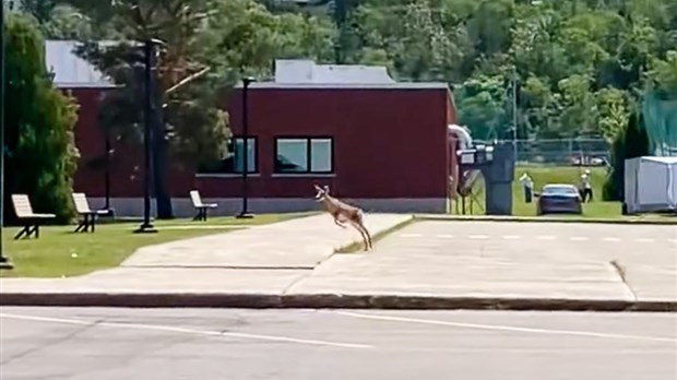 VIDÉO | Un chevreuil à l’école secondaire 
