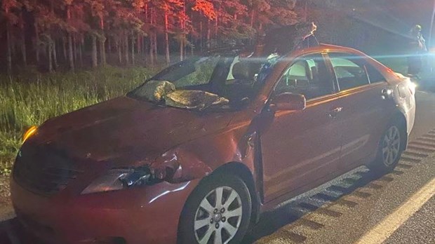 Un orignal fauché sur l'autoroute 20 à Saint-Alexandre