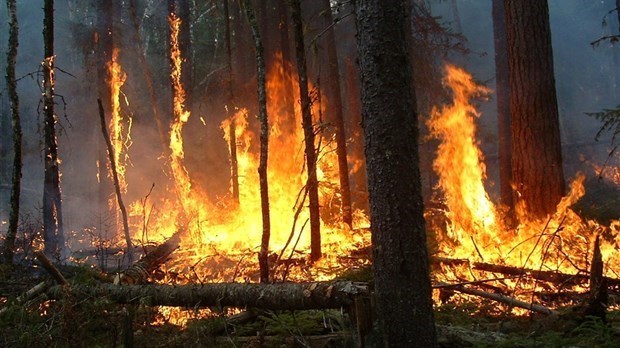 Interdiction de faire des feux à ciel ouvert en forêt ou à proximité