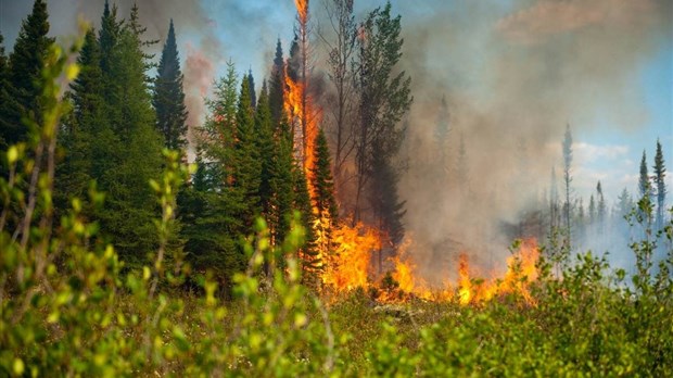 Levée totale de l’interdiction de faire des feux à ciel ouvert en forêt ou à proximité