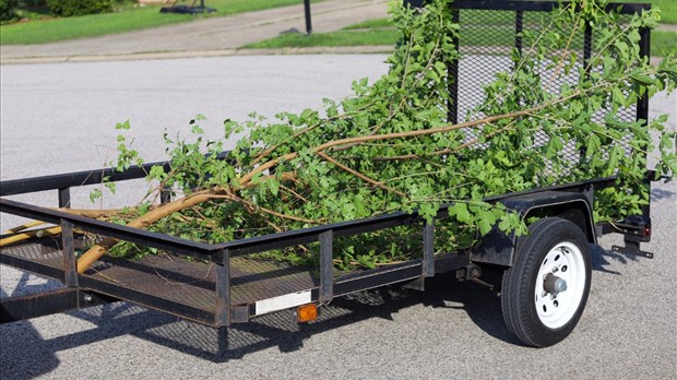 Cinq choses à savoir pour gérer ses branches d’arbres tombées