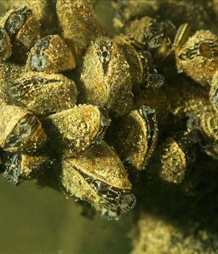 De la moule zébrée détectée dans cinq lacs du Bas-Saint-Laurent