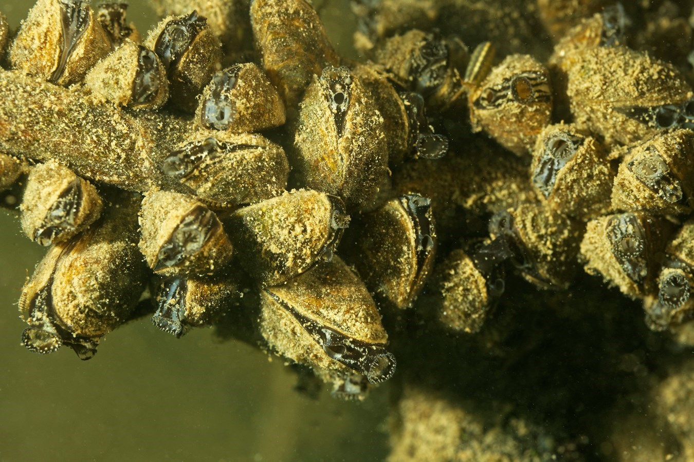 De la moule zébrée détectée dans 10 lacs du Bas-Saint-Laurent