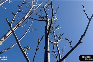 Incitatif à la plantation d’arbres | Ville de Rivière-du-Loup