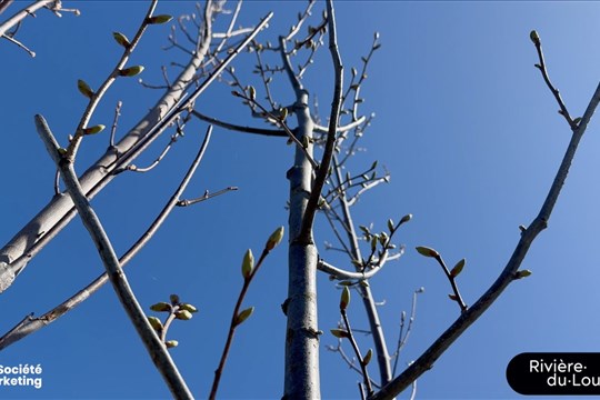 Incitatif à la plantation d’arbres | Ville de Rivière-du-Loup