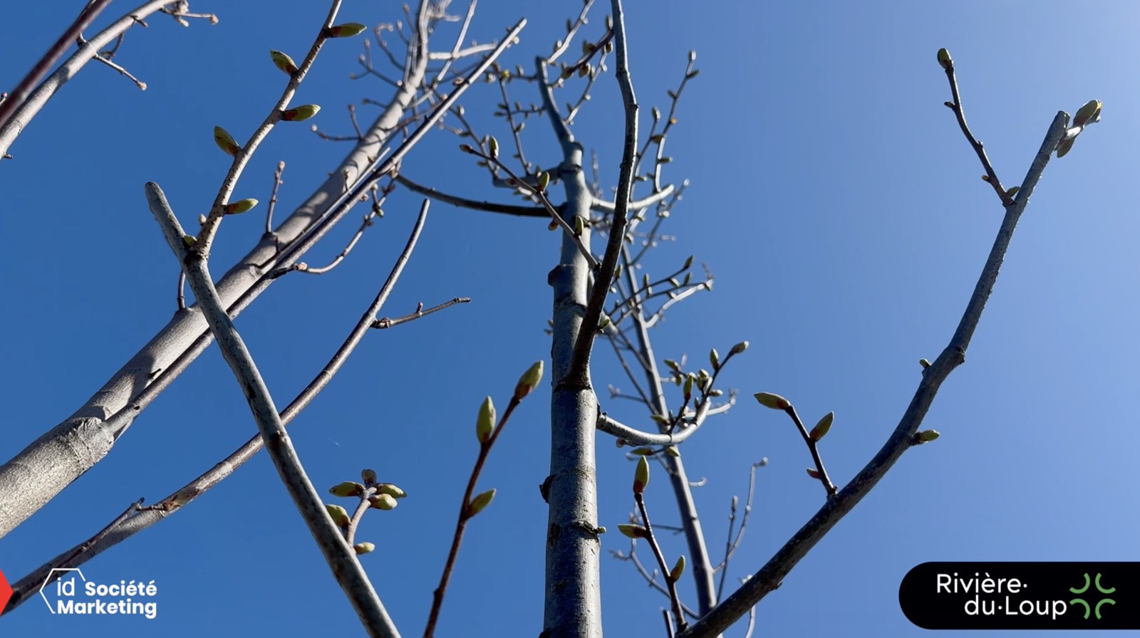 Incitatif à la plantation d’arbres | Ville de Rivière-du-Loup