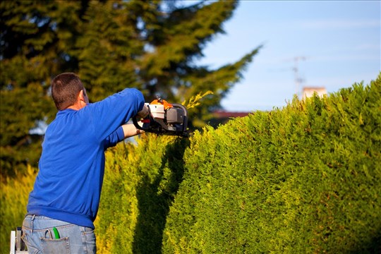 Taillage de haie : l’astuce pour transformer votre jardin en un véritable coin de paradis