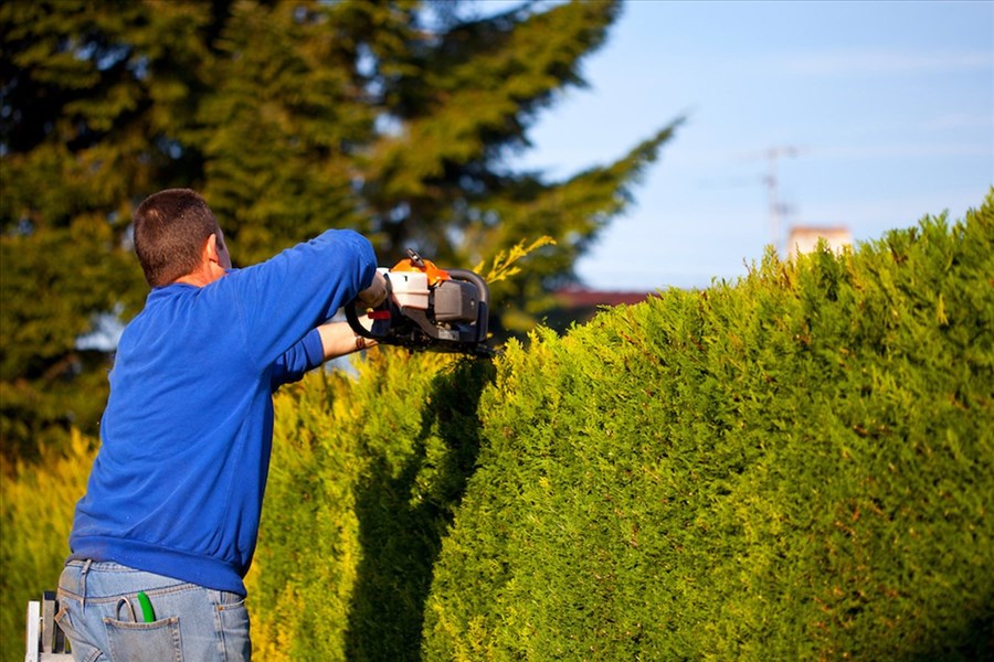 Taillage de haie : l’astuce pour transformer votre jardin en un véritable coin de paradis